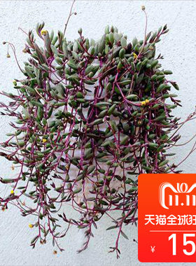 绿植花卉珍珠紫弦月藤蔓吊兰盆栽