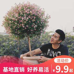 种花小木槿棒棒糖盆栽造型植物花苗开花机器花卉阳台庭院绿植花卉