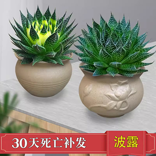 繁星多肉植物盆栽雪花波露芦荟不夜城桌面绿植好养四季 常青防辐射