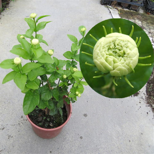 绿植办公室盆栽四季茉莉花苗