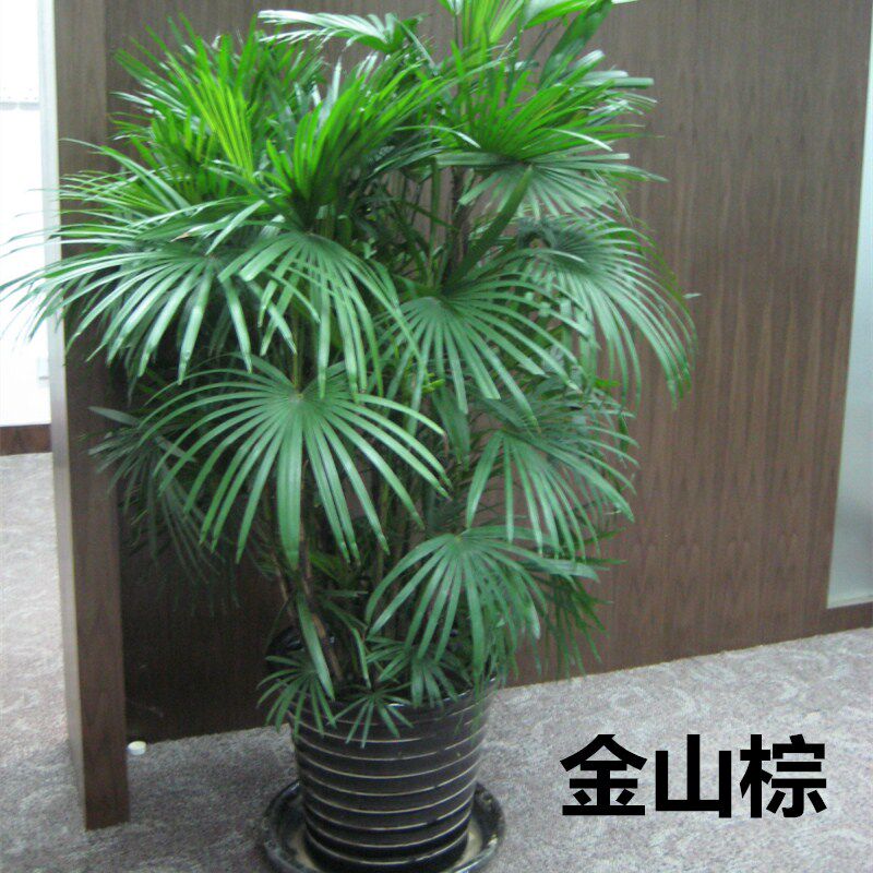 棕竹 金山棕 棕榈竹室内室外大型绿植观叶植物好养净化空气吸甲醛