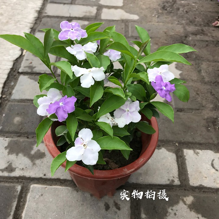 茉莉花盆栽双色茉莉花苗鸳鸯茉莉花茉莉花开双色盆栽白茉莉