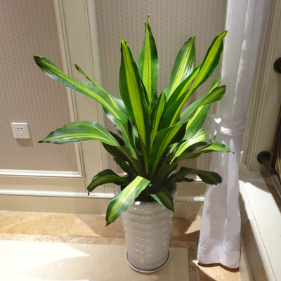金边巴西铁 也门铁 香龙血树 绿植盆栽 室内花卉客厅观叶植物盆栽