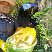 云南德宏野生树洞百花蜜纯正天然土蜂蜜蜂巢蜜孕妇宝宝老人均适用
