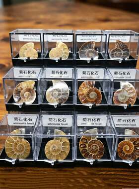 马达加斯加天然斑彩螺化石转运螺菊石海螺古生物化石标本原石教辅