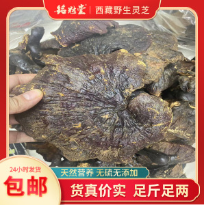 西藏野生灵芝 微苦 纯天然