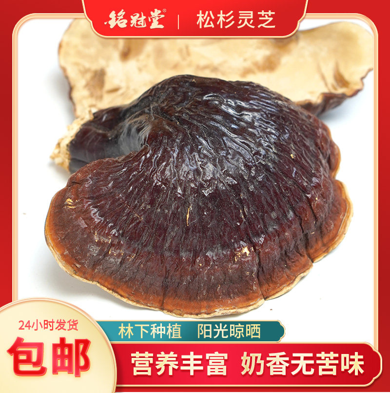 松杉灵芝 白肉灵芝 不苦的灵芝