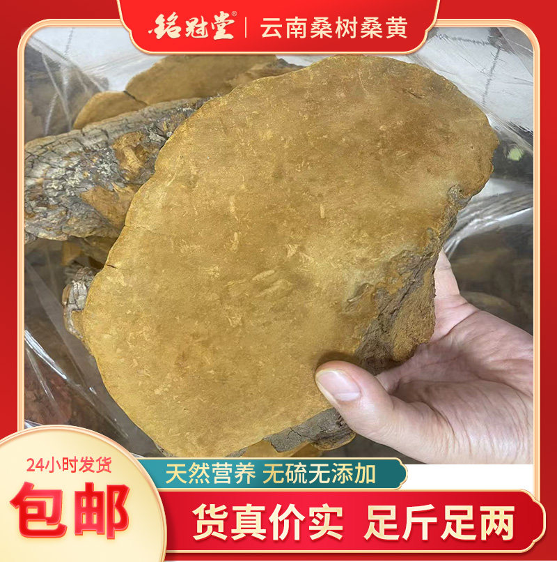 云南桑树桑黄 大号 一个约一斤
