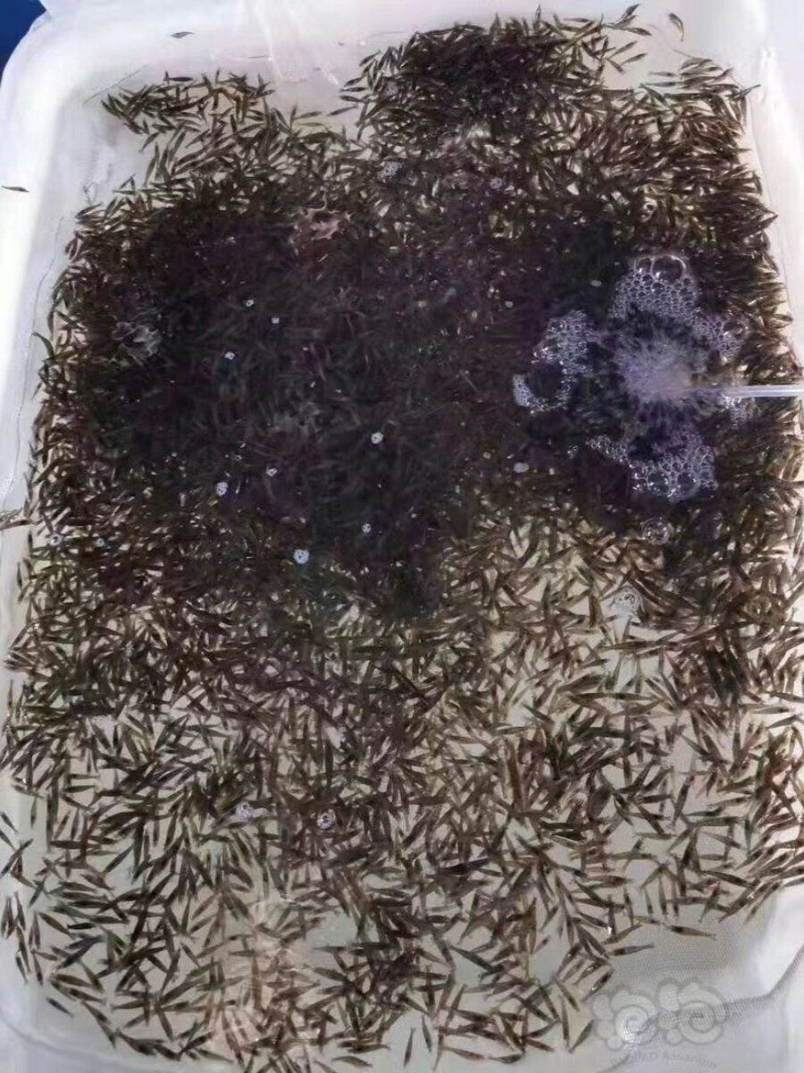 黑壳虾除藻草缸吃藻菌膜褐藻鱼饲料龟饲料水族淡水鱼缸虾包邮Ems