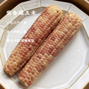 山海农人 长白山紫糯玉米新鲜加热即食苞米粘玉米丘陵小苞谷
