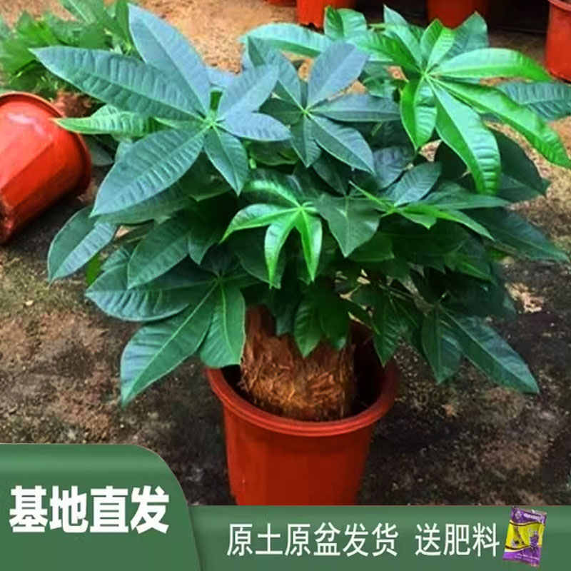 发财树盆栽大型绿植花卉植物室内客厅办公室桌摆件净化空气招财树