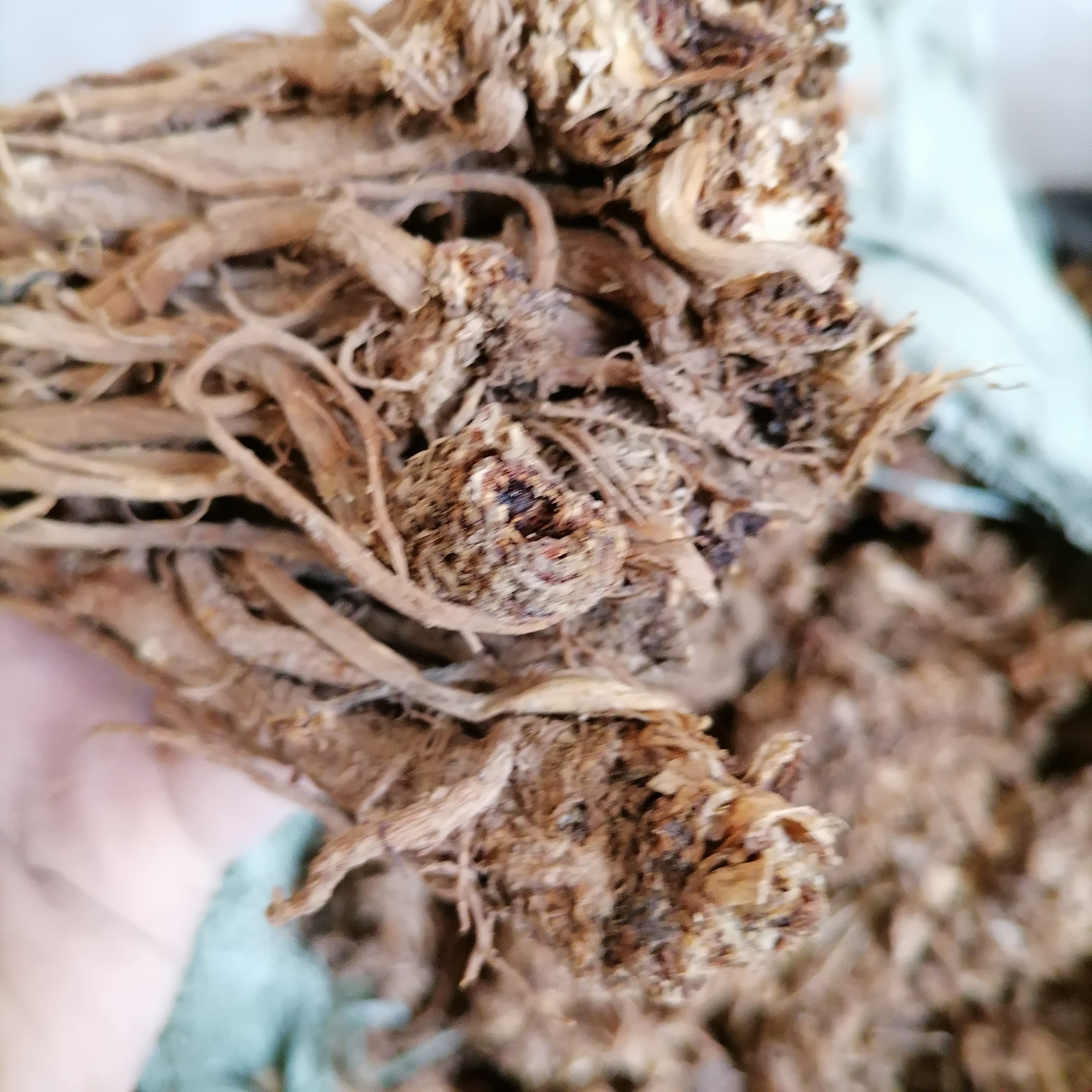 一斤当归枝小条统货无硫药材湖北恩施土家族苗族 500克干当归药厂
