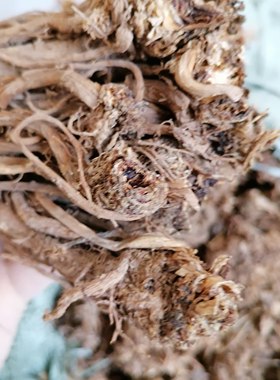 一斤当归枝小条统货无硫药材湖北恩施土家族苗族 500克干当归药厂