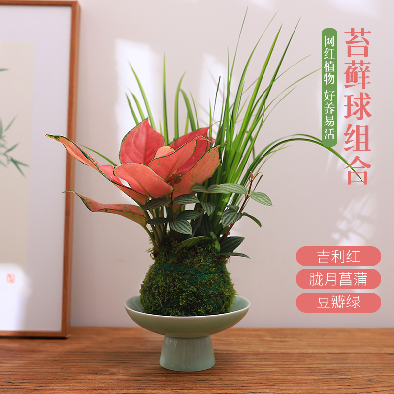 苔藓球组合耐阴好养养护新方式