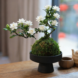 小叶栀子花盆景苔藓球绿植书房茶室桌面小盆栽花卉植物摆件带花苞