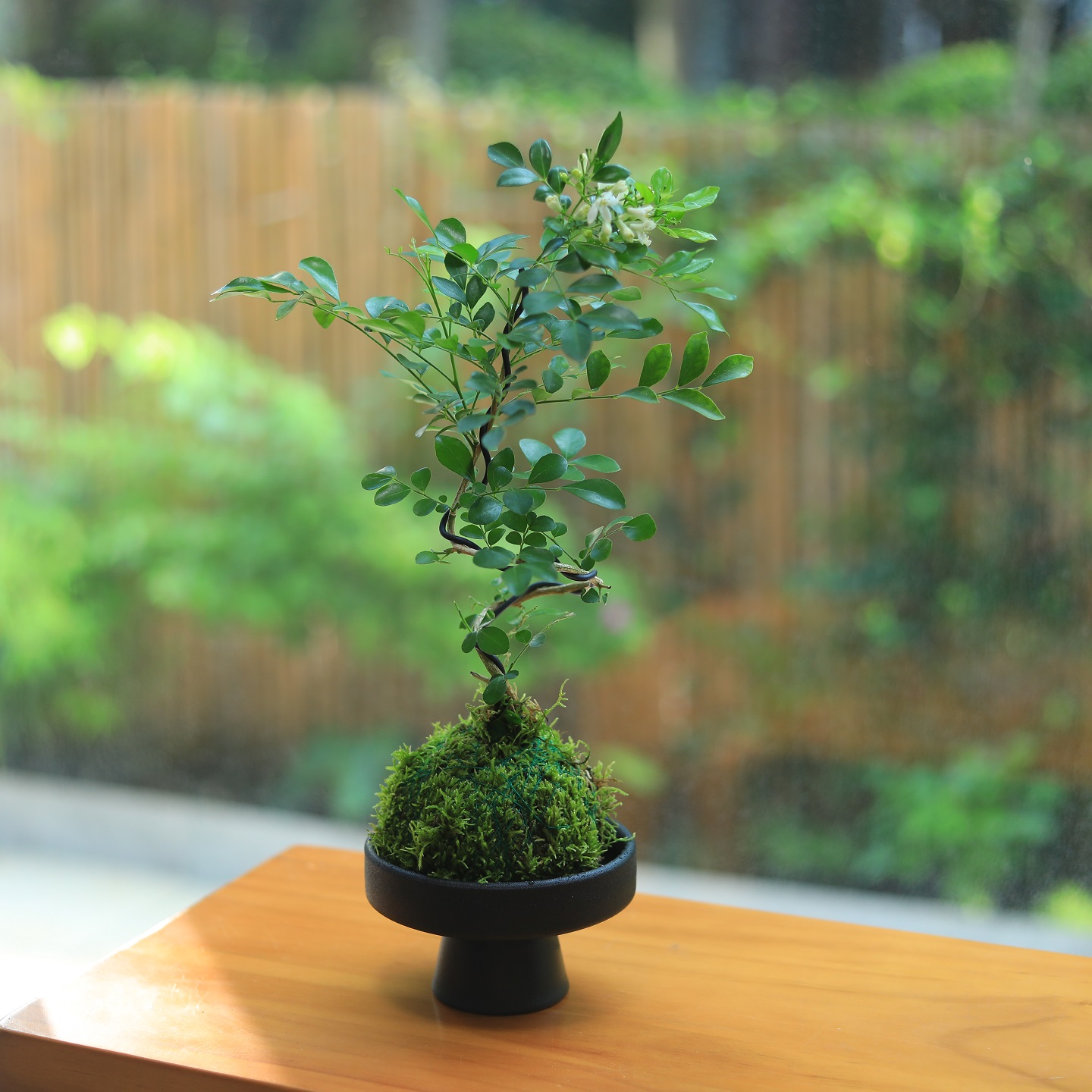苔藓球绿植水培植物九里香
