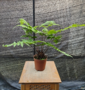 红磷蕨一物一拍蕨类植物耐阴好养书房茶室桌面小盆栽绿植摆件