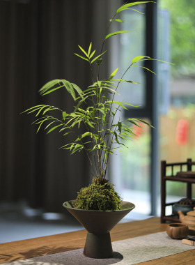 苔藓球绿植竹子盆景正宗内门竹书房茶室桌面小盆栽观赏竹禅意植物