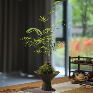 苔藓球绿植竹子盆景正宗内门竹书房茶室桌面小盆栽观赏竹禅意植物