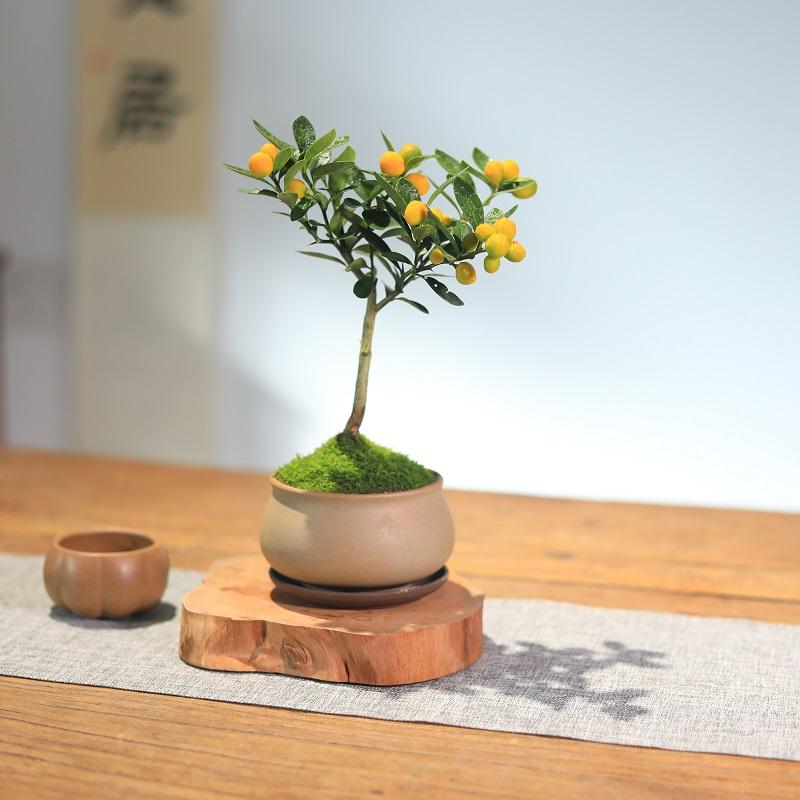 小金豆盆景可以泡水食用哦