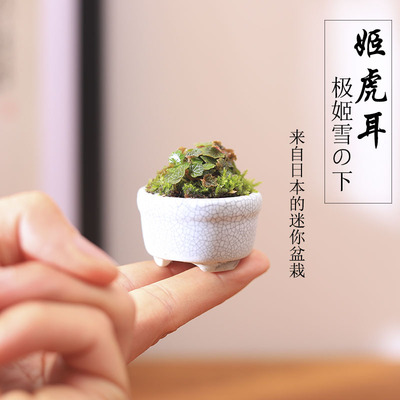 绿植姬虎耳桌面创意盆栽桌面