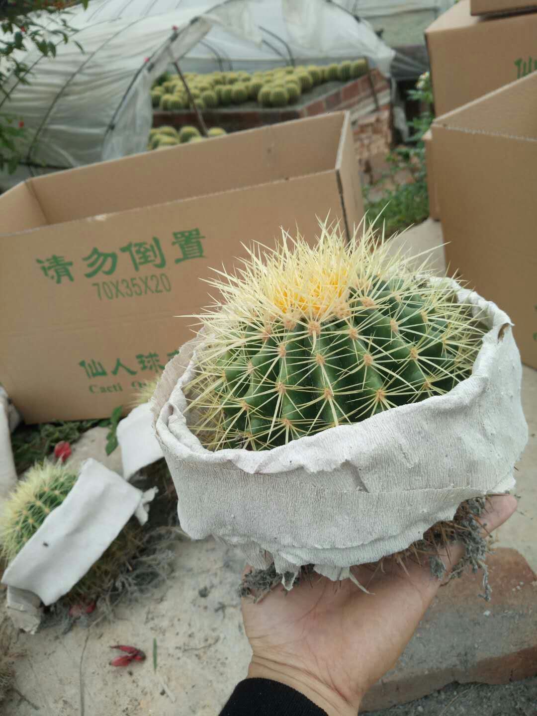 超大仙人球金虎琥金花卉