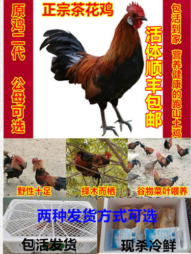 茶花鸡土鸡的祖先全天山上放养营养价值高肉质细腻鲜美跑山鸡阉鸡