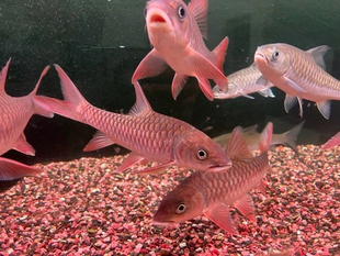 进口马来西亚尖嘴哥拉巴拉红吉罗鱼