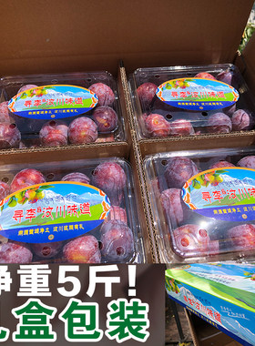 脆红李脱骨四川汶川脆红李脆李子