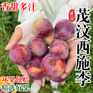 特级汶川西施李水晶李茂县红蜂糖李子现摘现发5斤包邮