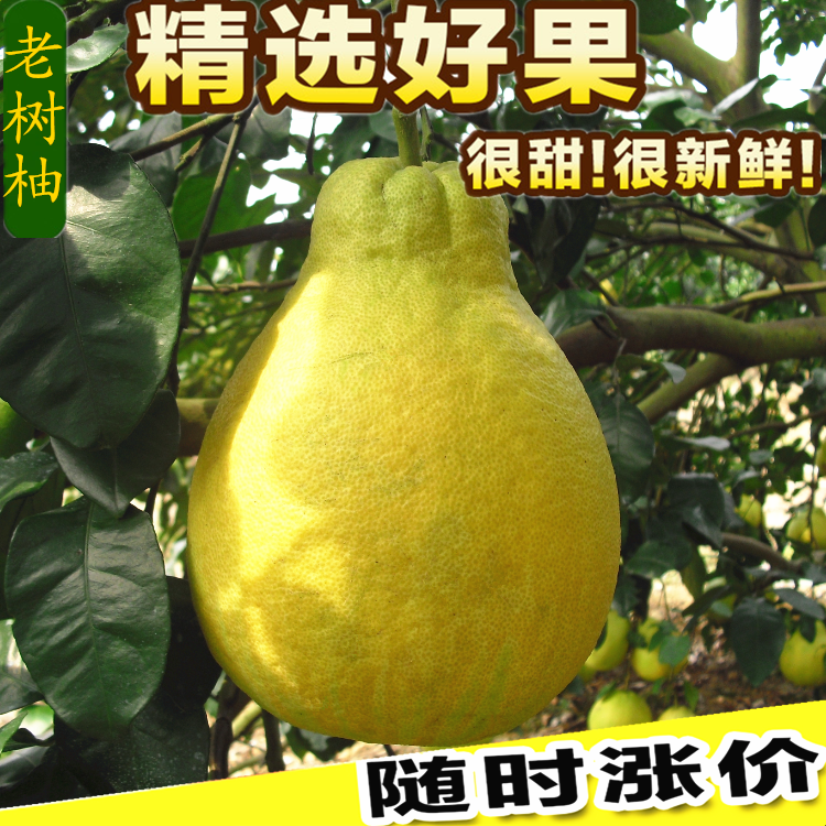 江永香柚永州特产沙田柚老树柚子