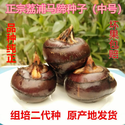 广西荔浦马蹄荸荠地栗种子农家新鲜地梨水果蔬菜广西桂林特产中号