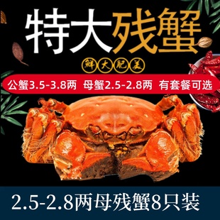 活蟹残蟹8只固城湖大闸蟹鲜活螃蟹断脚蟹残蟹母2.5 2.8两公3.5两