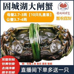 活蟹精品礼盒去绳净重公蟹3.7 3.1两10只固城湖大闸蟹 4两母蟹2.8