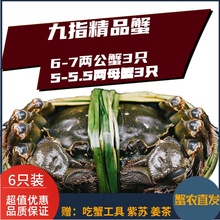 活蟹固城湖螃蟹裸重6-6.3两公5-5.3两母蟹精品九指蟹礼盒6只大蟹