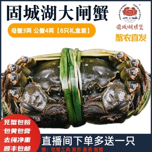3.3两8只 4.3两母蟹3 活蟹 精品礼盒固城湖大闸蟹鲜活螃蟹公蟹4