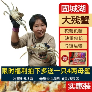 活蟹残蟹6 8只裸重4两母残蟹固城湖大闸蟹鲜活螃蟹断脚蟹5两公蟹