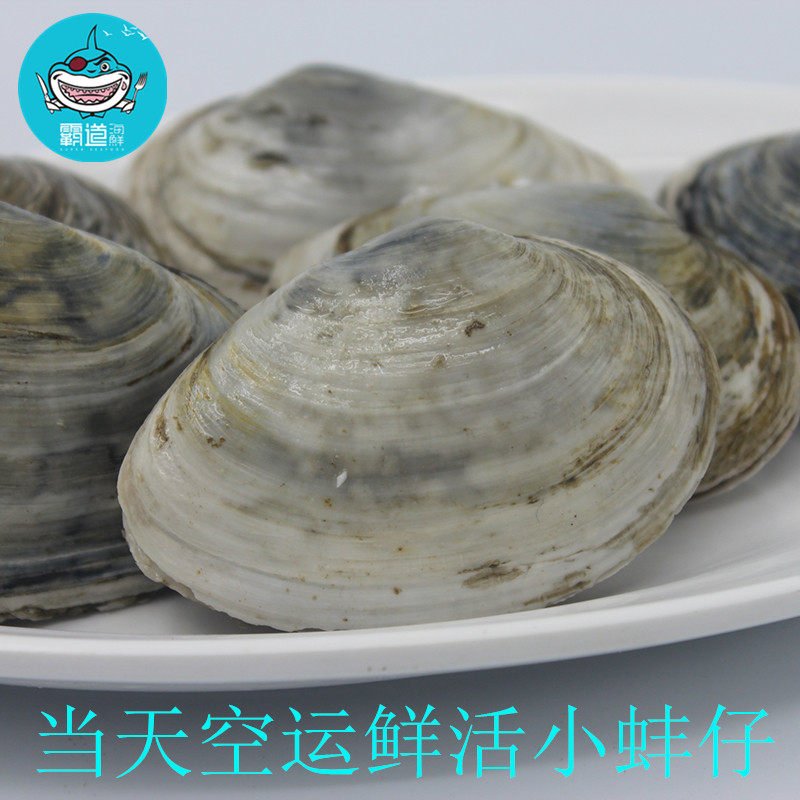 海鲜新款中国大陆水产鲜活小蚌仔 蚌蛤 赤鲜小象拔蚌 象鼻蚌