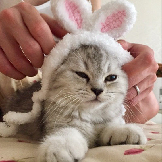 宠物变装帽子猫咪保暖可爱耳朵