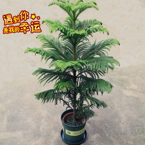 圣诞树南洋杉树四季常青客厅绿植