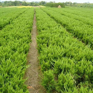 龙柏苗 龙柏小苗 龙柏树苗小龙柏 龙柏 绿化小苗龙柏球龙柏行道苗