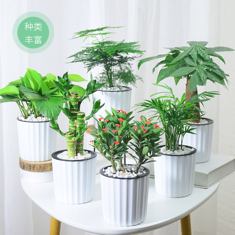 绿萝长寿花盆栽发财树净化空气桌面水培植物栀子花文竹富贵竹花盆