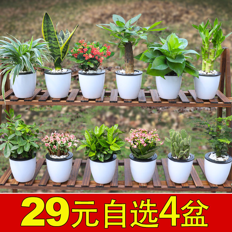 绿植发财树吊兰室内好养花卉小盆栽水培绿萝富贵竹芦荟多肉植物大