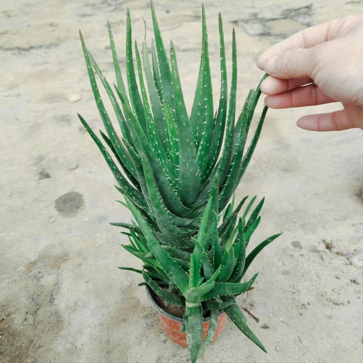 芦荟盆栽防辐射吸甲醛净化空气植