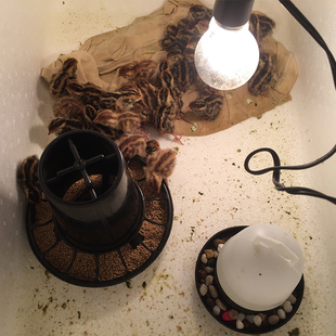 小鸡用饮水器自动饮水壶 鸡饲料桶下料桶 育雏保温灯吊线 开口料