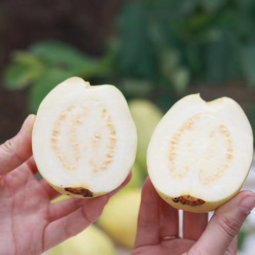 奶油芭乐新鲜白心芭乐