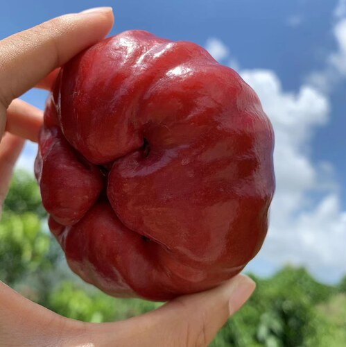 南鹿莲雾现摘空运新鲜水果