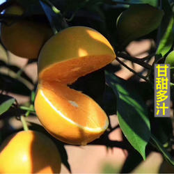 试吃装盲盒混装果 锦蜜纯甜冰糖橙 完全无酸 现摘现发