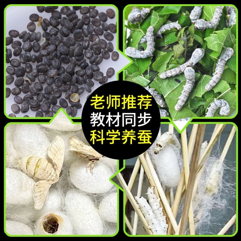 蚕房子蚕宝宝学生养蚕套装小学生养蚕盒太空舱春蚕观察箱蚕饲养盒