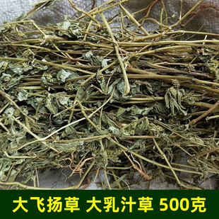 飞扬草 大飞扬草 野生草药 大乳汁草 奶子草 大飞杨 节节花 500克